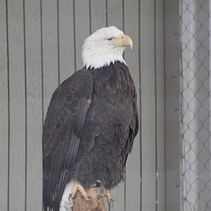 Bald Eagle