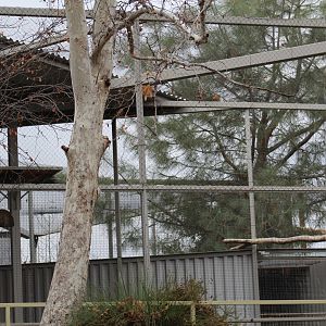 California Condor Aviary
