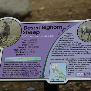 Desert Bighorn Sheep Signage
