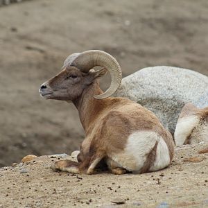 Desert Bighorn Sheep Ram