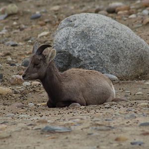 Desert Bighorn Sheep Lamb