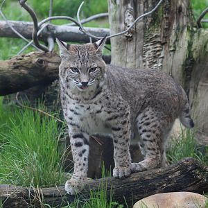 Western Bobcat