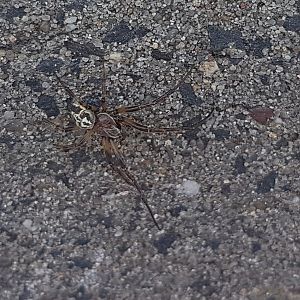 Furrow orb spider - Larinoides cornutus