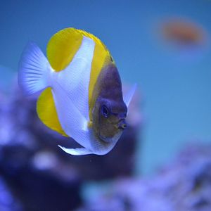 Hemitaurichthys polylepis