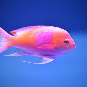 Pseudanthias pleurotaenia