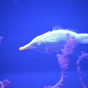 Oxymonacanthus longirostris