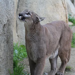 North American Cougar
