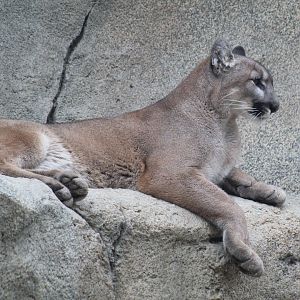 North American Cougar