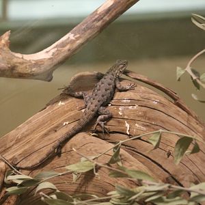 Western Fence Lizard