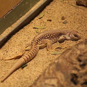 Desert Iguana