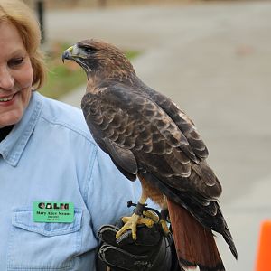 Red-Tailed Hawk