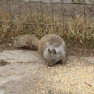 California Ground Squirrel