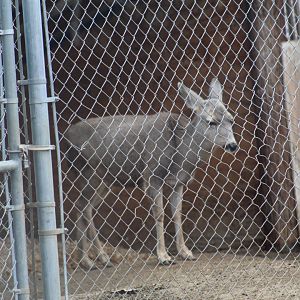 California Mule Deer?