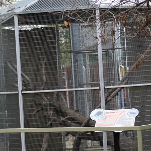 Virginia Opossum Enclosure