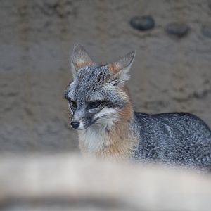 California Grey Fox
