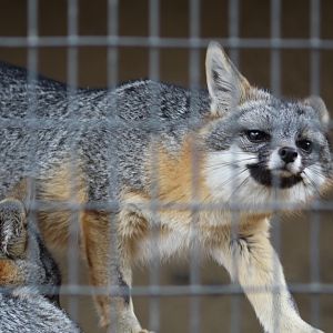 California Grey Fox