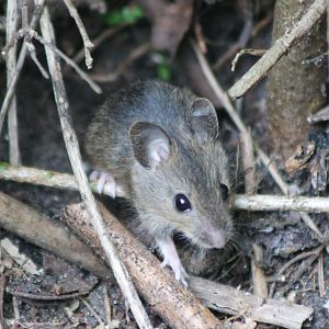 Wood mouse