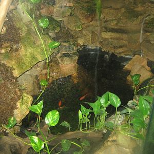 Riga Zoo - Tropical house - Goldfish pool