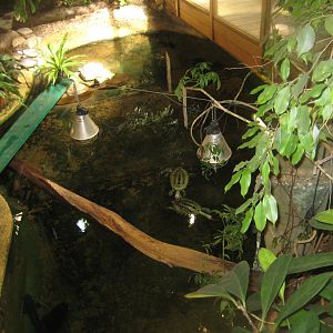 Riga Zoo - Tropical house - Mixed turtle exhibit