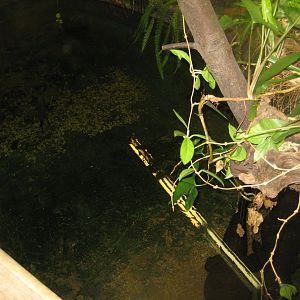 Riga Zoo - Tropical house - Dwarf crocodile exhibit