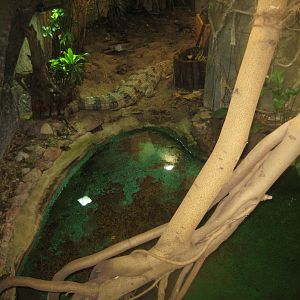 Riga Zoo - Tropical house - Tomistoma exhibit #1