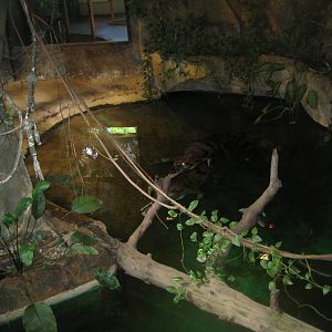 Riga Zoo - Tropical house - Tomistoma exhibit #2