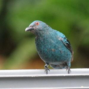 Fairy bluebird - female