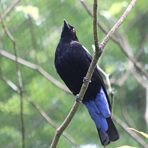 Fairy bluebird - male