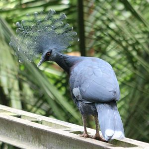 Victoria crowned pigeon