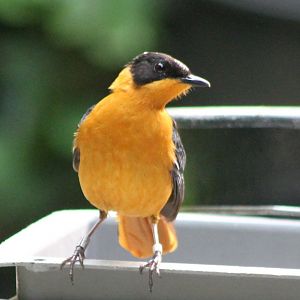 Snowy-crowned robin-chat
