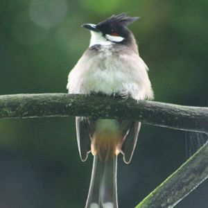 Red-whiskered bulbul