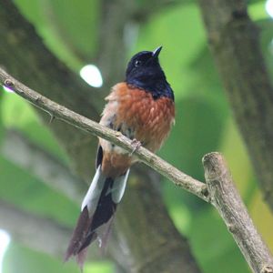 White-rumped shama