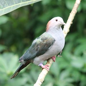 Green imperial pigeon