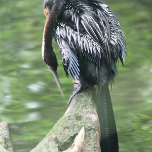 African darter