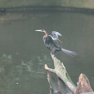 African darter