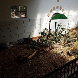 Indoor porcupine-enclosure