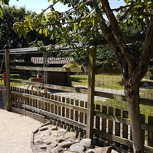 Enclosure Fallow deer