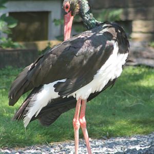 Black stork