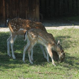 Fallow deer with young