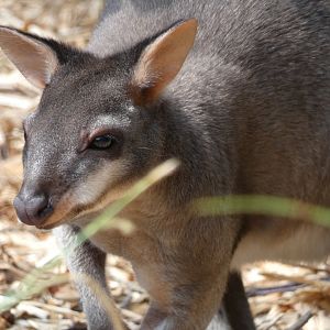 Dusky Pademelon