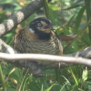 Spotted Laughingthrush