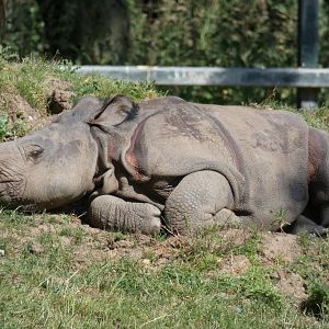 Indian Rhino Calf