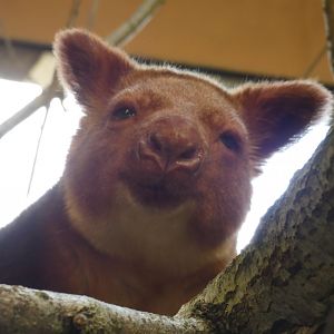 Goodfellow's Tree Kangaroo
