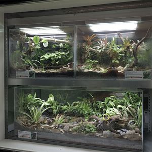 Vivariums for Peba's stubfoot toad