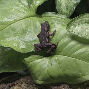 Peba's stubfoot toad