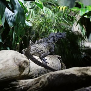 Philippine sailfin lizard (Hydrosaurus pustulatus)