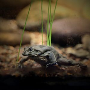Titicaca water frog (Telmatobius culeus)