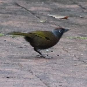 Identified: Malayan Laughingthrush