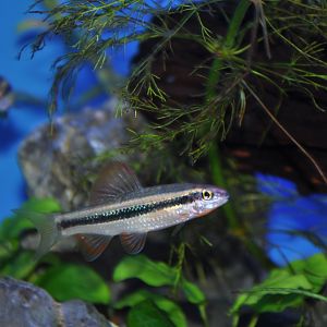 2015-05-25 Small Winnow