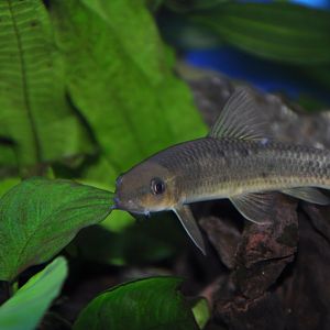 2015-05-25 Dongting Dace